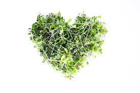 Microgreens Unlocking the Nutritional Powerhouse for Wellness