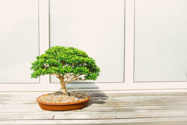 How to Care for a Bonsai Tree | The Art of Fertilizing